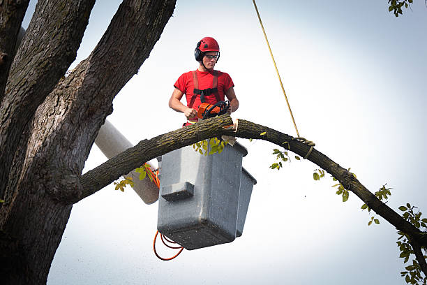 How Our Tree Care Process Works  in  Palmer Heights, PA